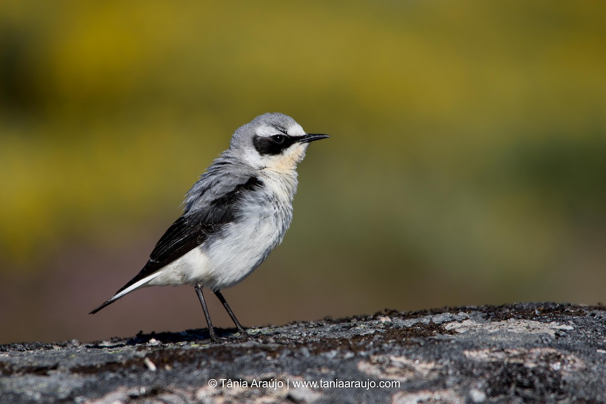 Northern Wheatear - ML52376621