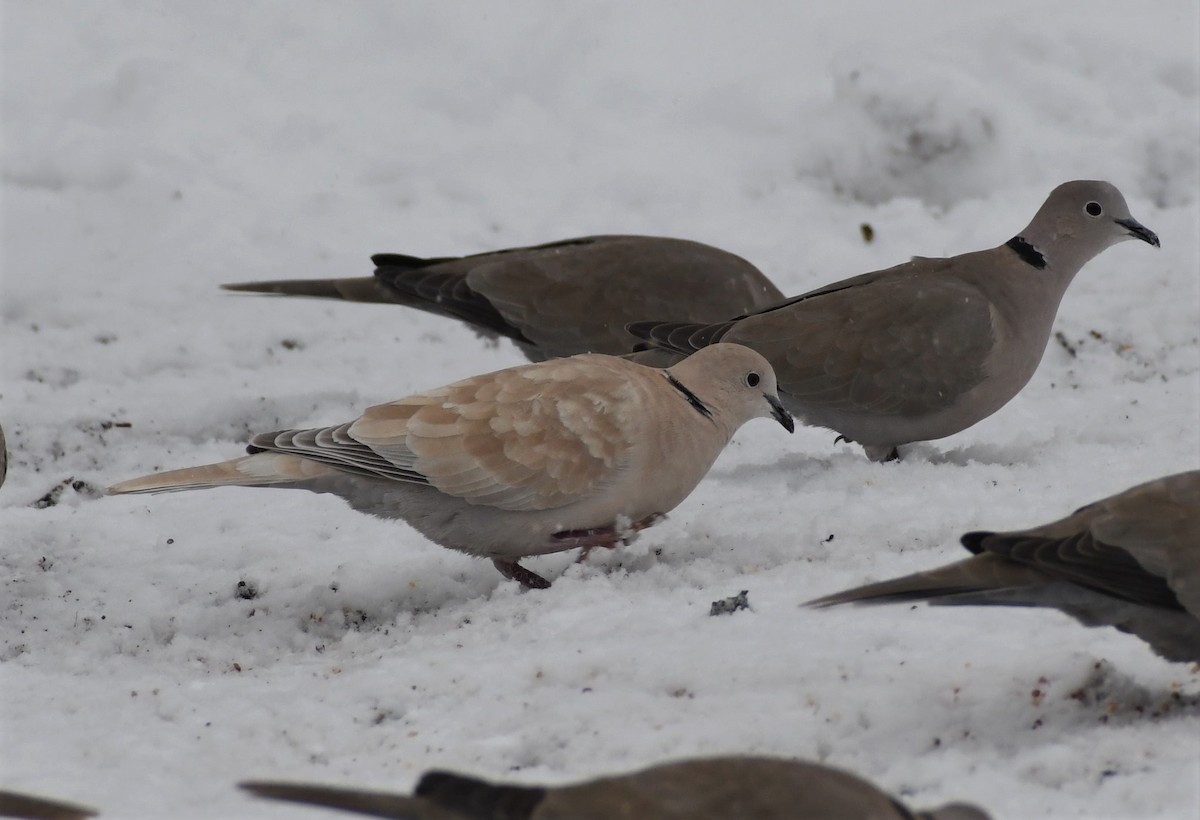 African Collared-Dove - ML523766321