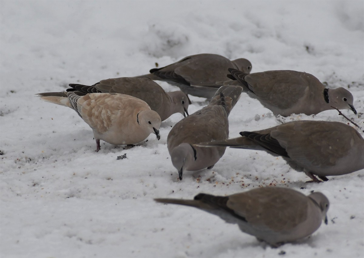 African Collared-Dove - ML523766351