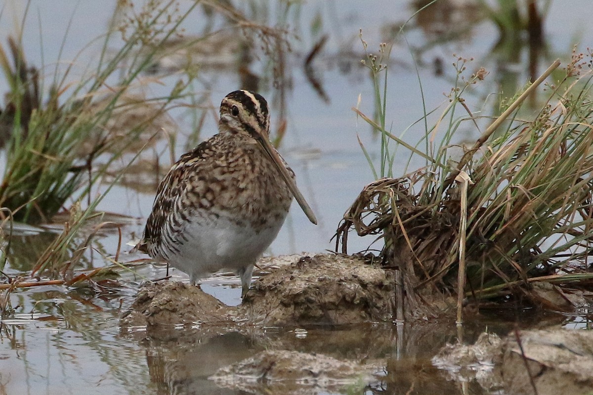 Common Snipe - ML523766381