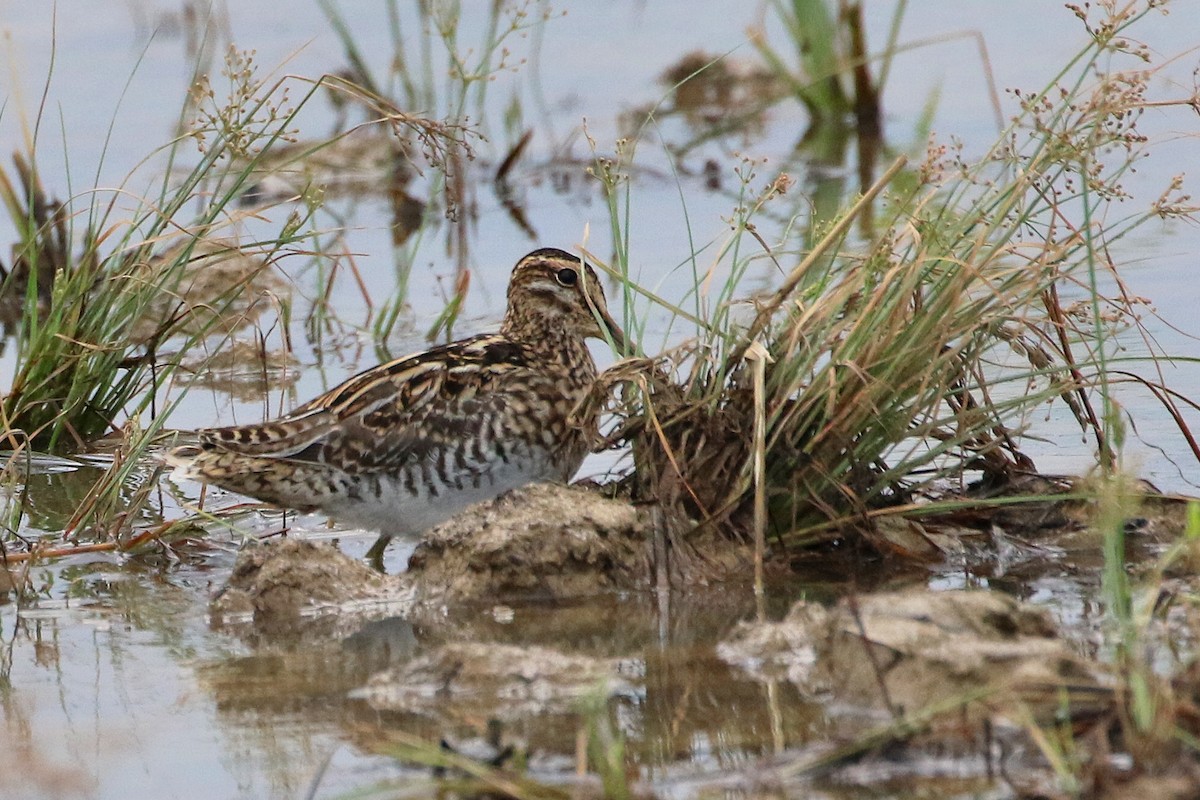 Common Snipe - ML523766401