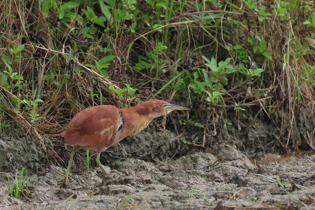 Cinnamon Bittern - Atsushi Shimazaki