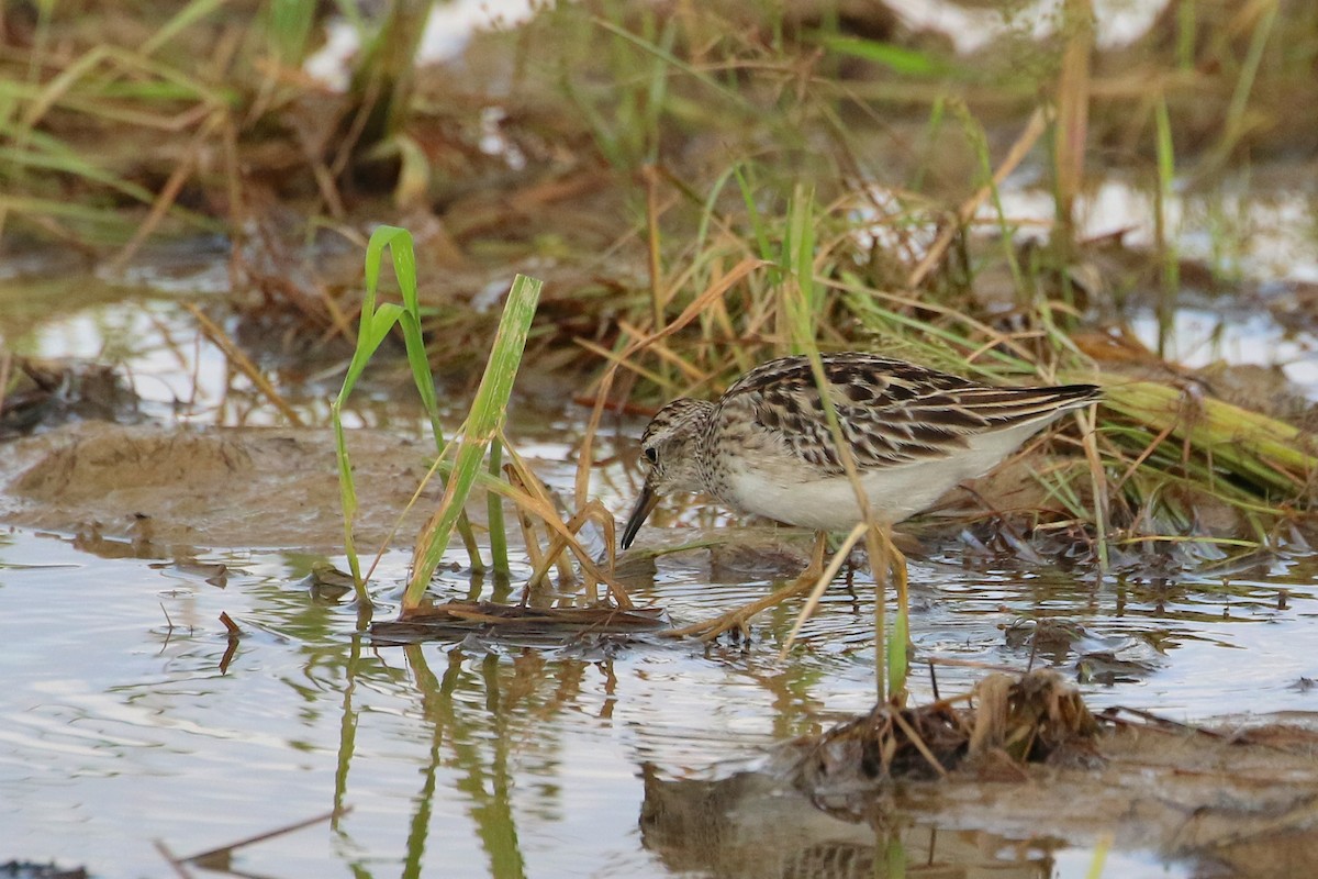 Long-toed Stint - ML523766471