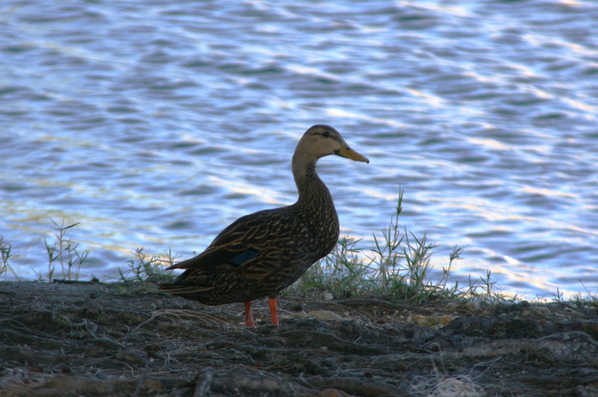 Mottled Duck - ML523766591