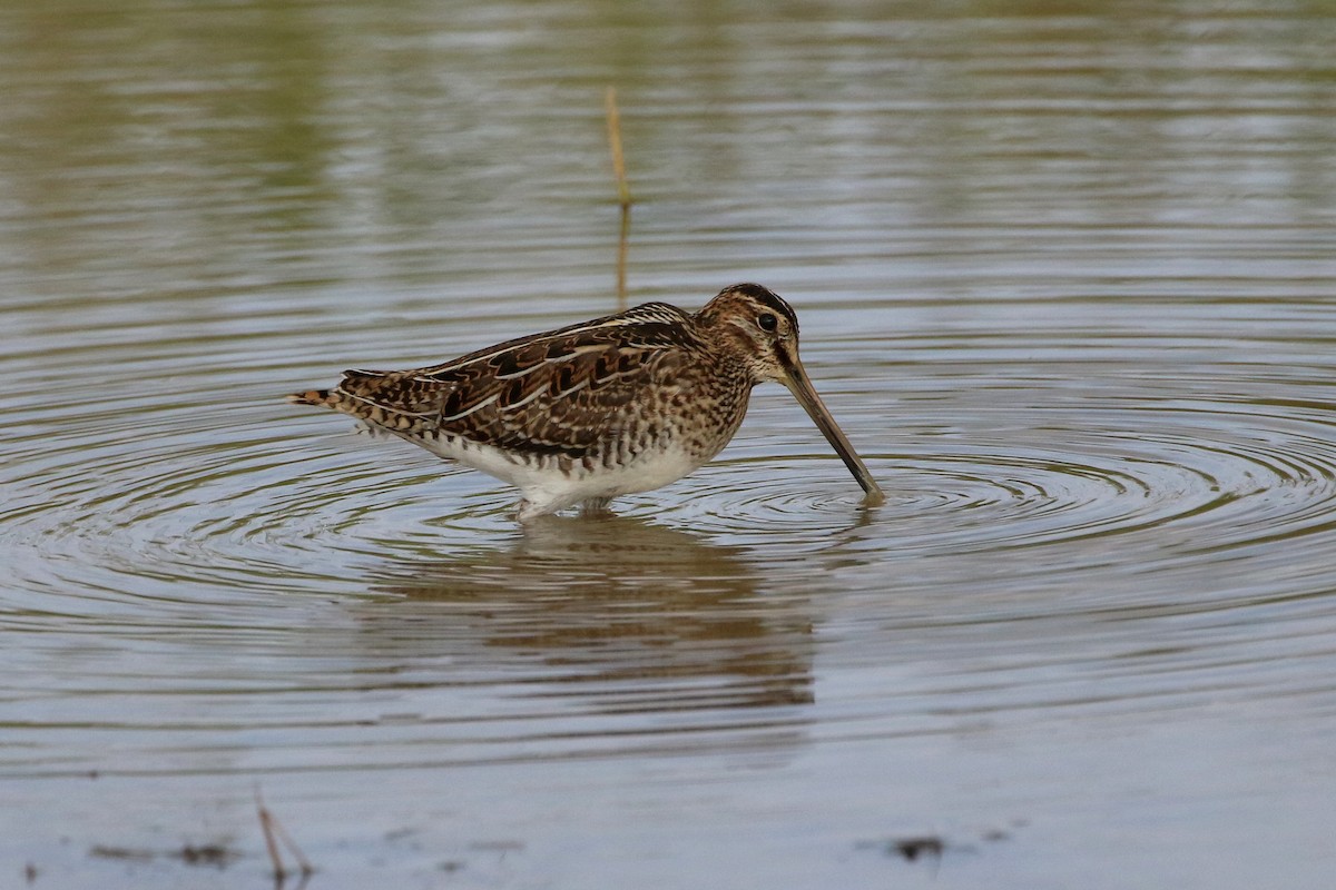 Common Snipe - ML523766871