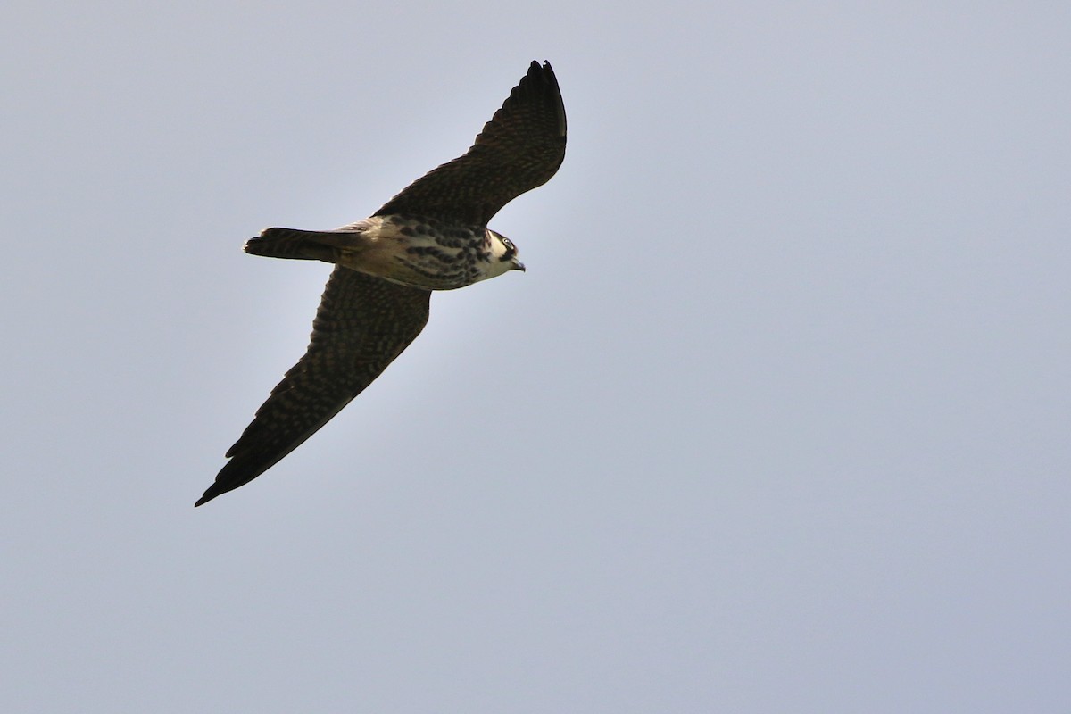 Eurasian Hobby - ML523767421