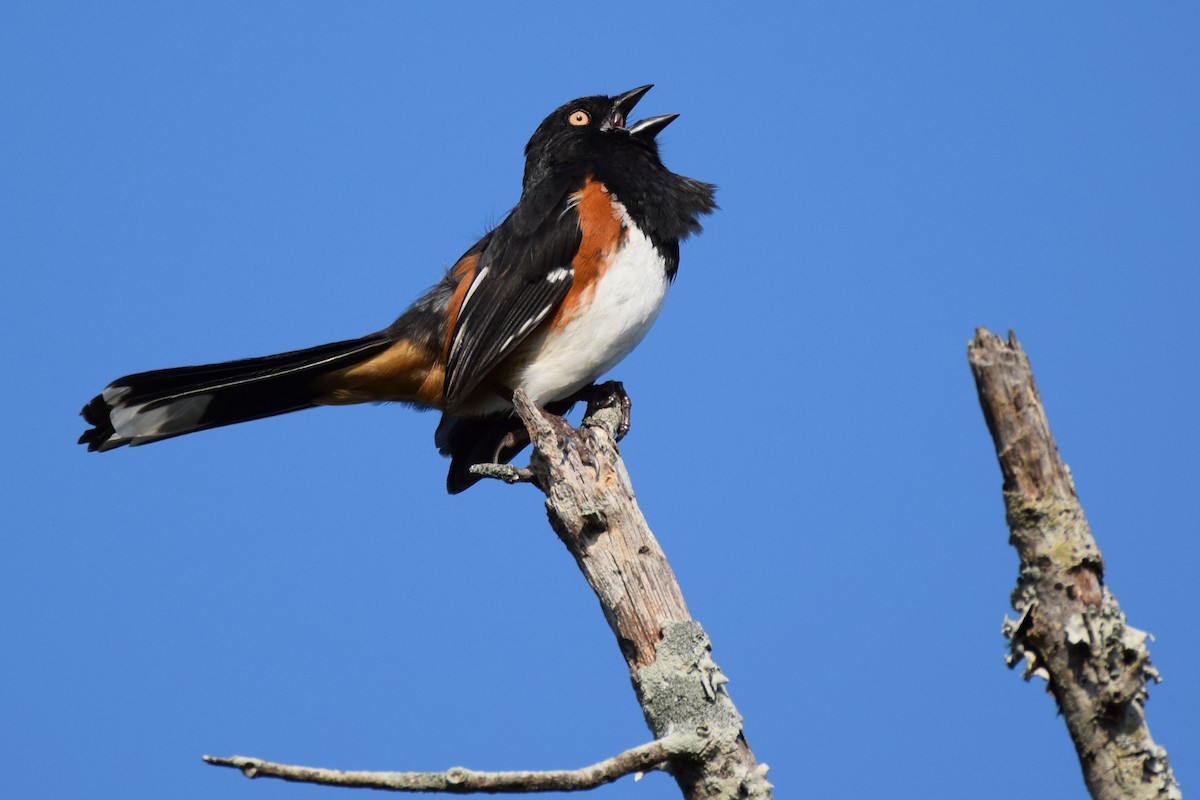 Eastern Towhee - ML52376751