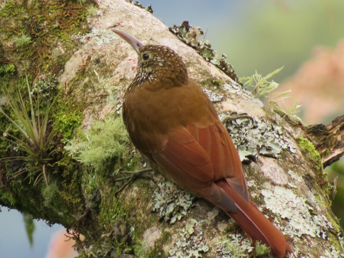 Montane Woodcreeper - Hernán Fernández Remicio