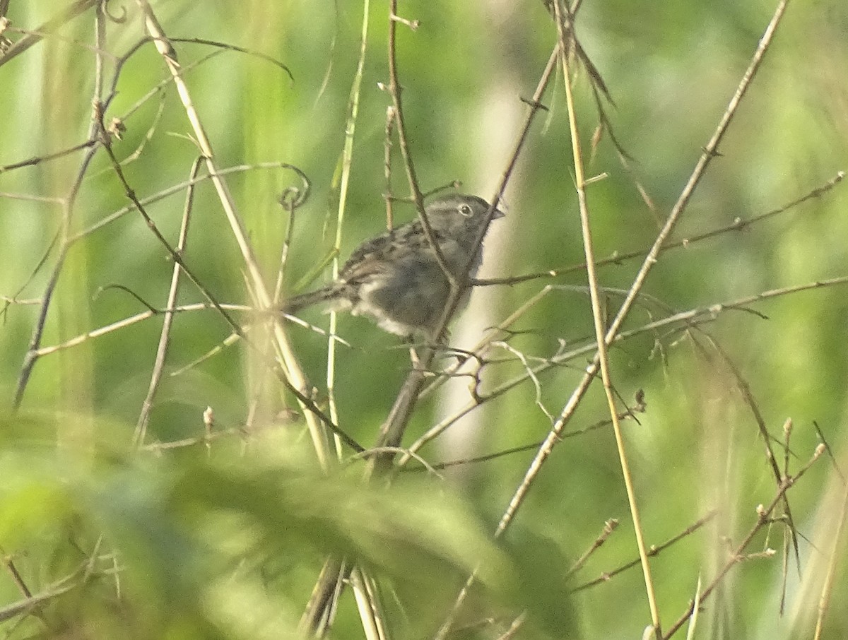 Botteri's Sparrow (Peten) - ML523768371