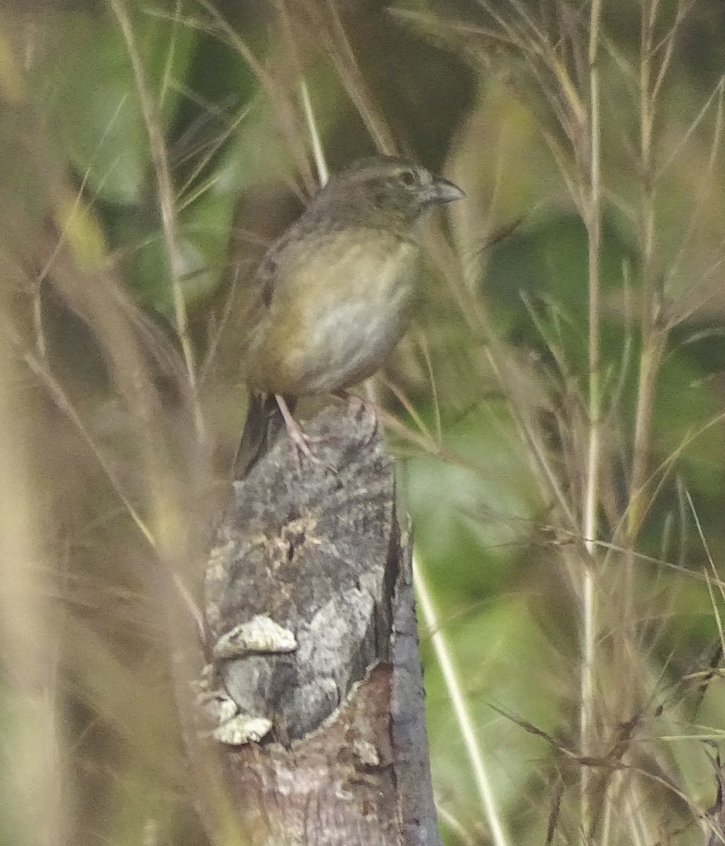 Botteri's Sparrow (Peten) - ML523768381