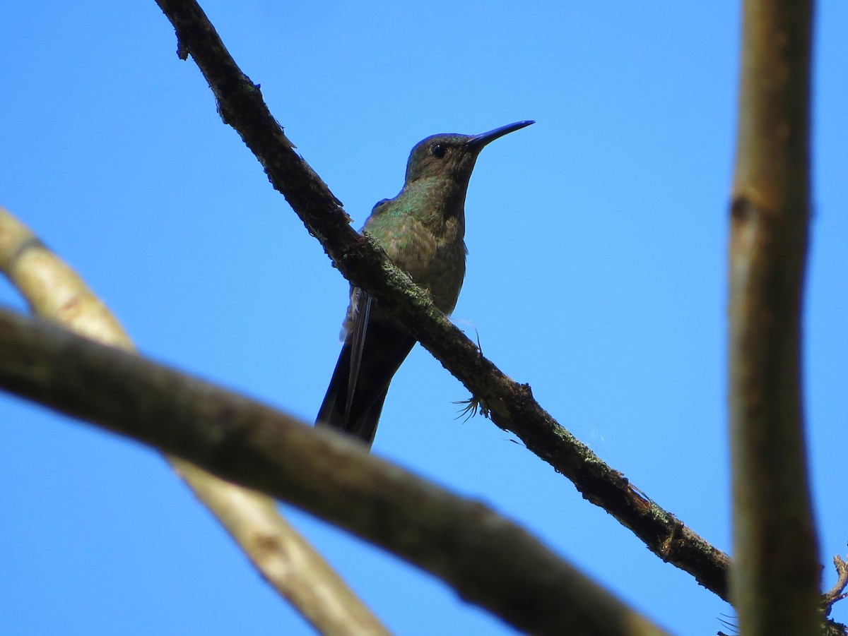 kolibřík skvrnitoprsý - ML52376871