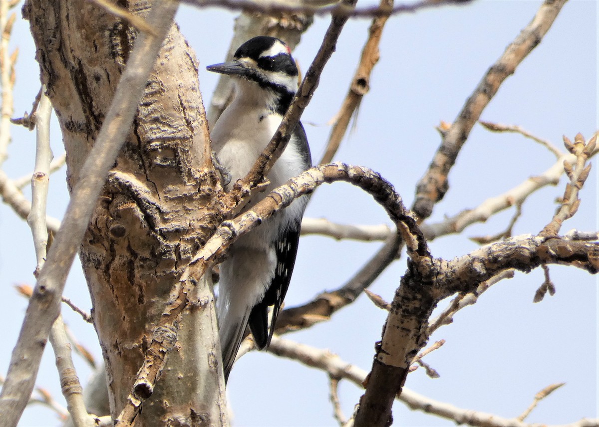 Hairy Woodpecker - ML523768801