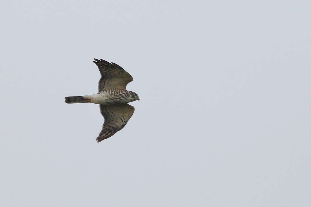 Chinese Sparrowhawk - ML523769381