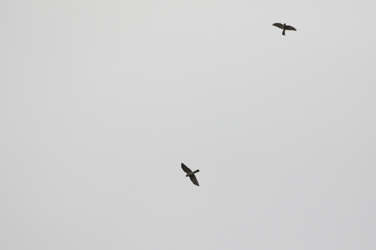 Chinese Sparrowhawk - Atsushi Shimazaki