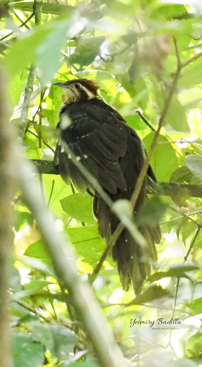 Pheasant Cuckoo - ML523769421