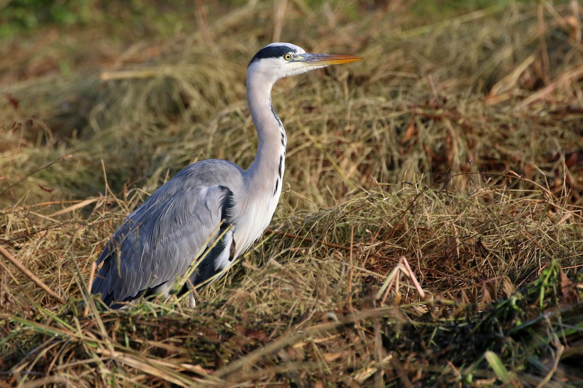 Gray Heron - ML523769521