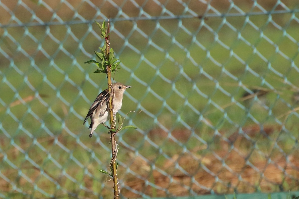 Chestnut-cheeked Starling - ML523769561