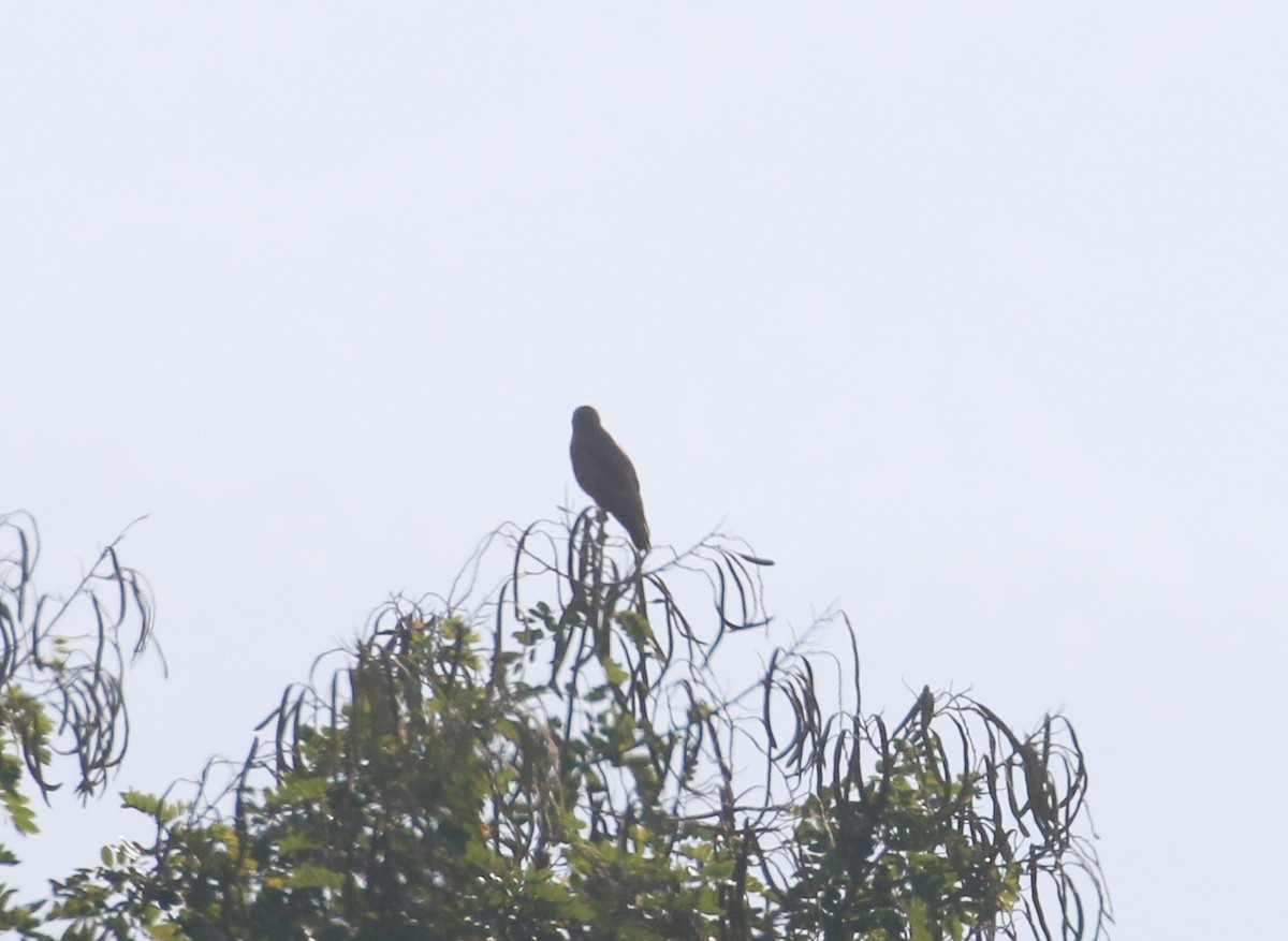 Rufous-winged Buzzard - ML523770181