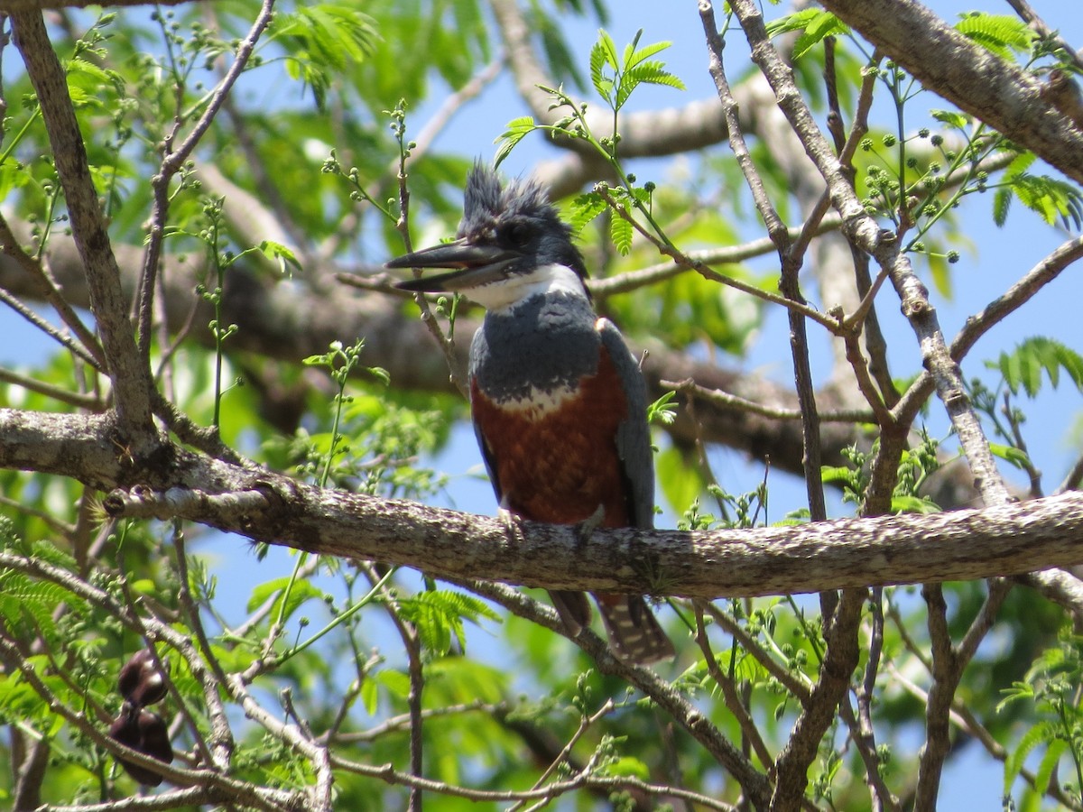 Ringed Kingfisher - ML52377041