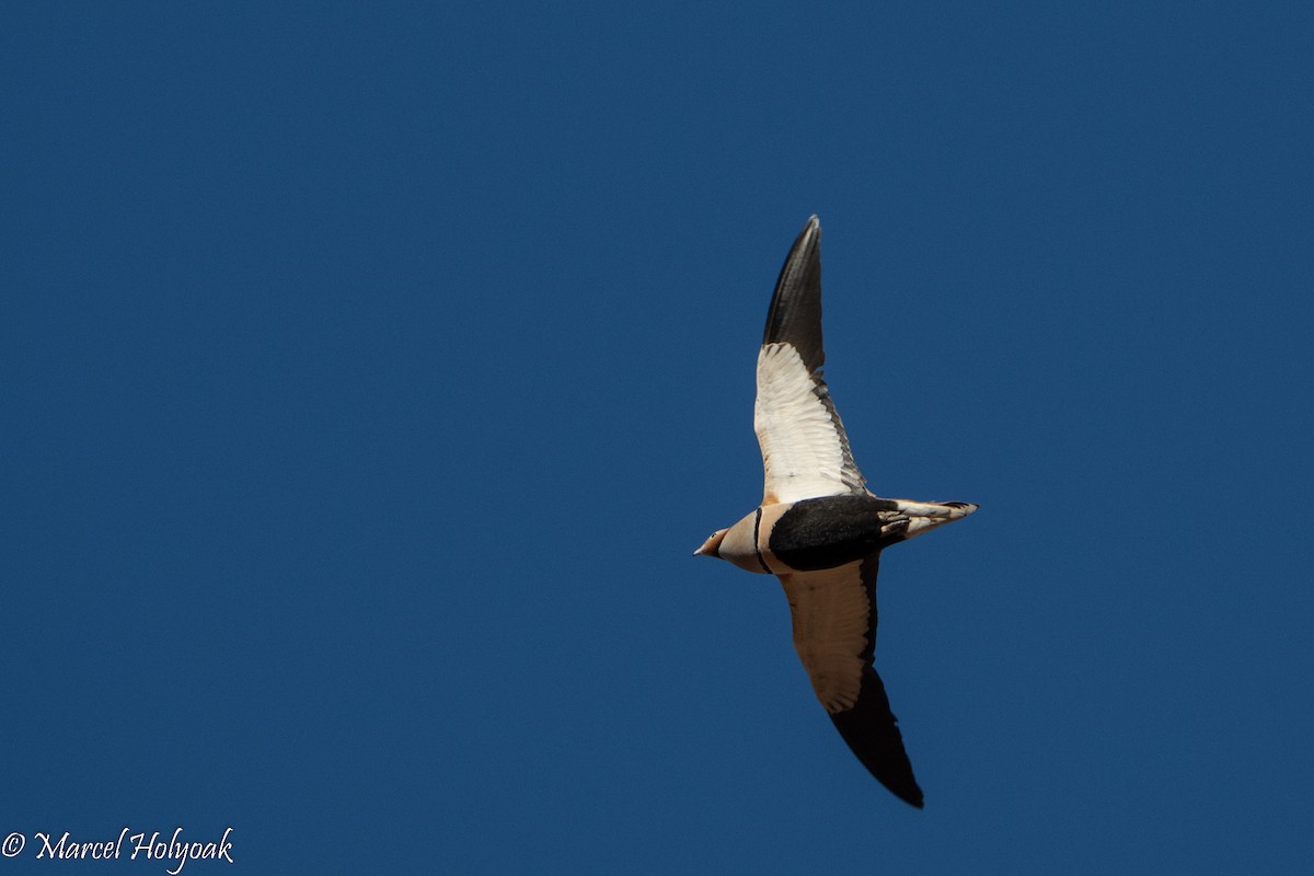 Black-bellied Sandgrouse - Marcel Holyoak