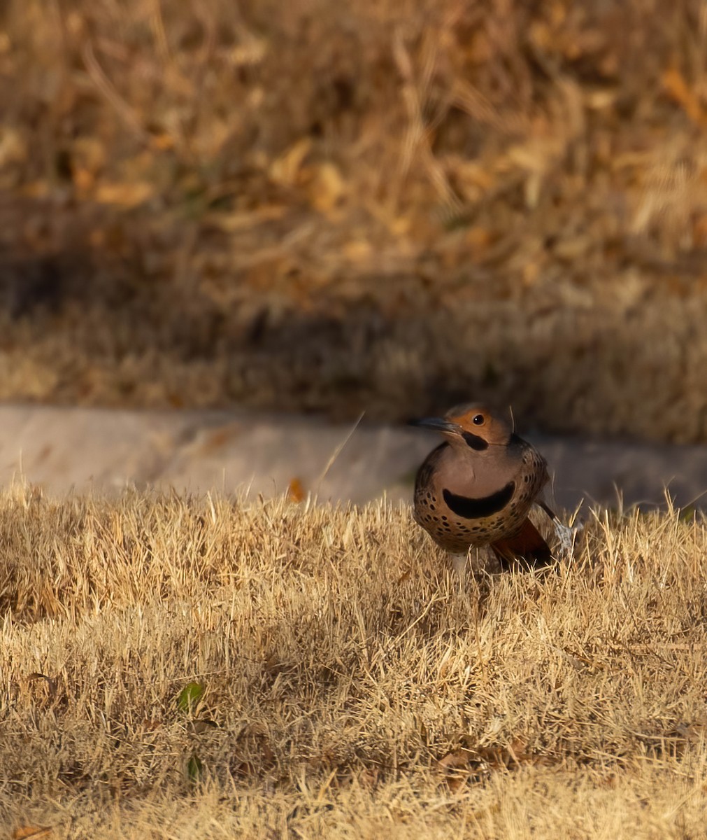 Northern Flicker (Yellow-shafted) - Steve Coggin