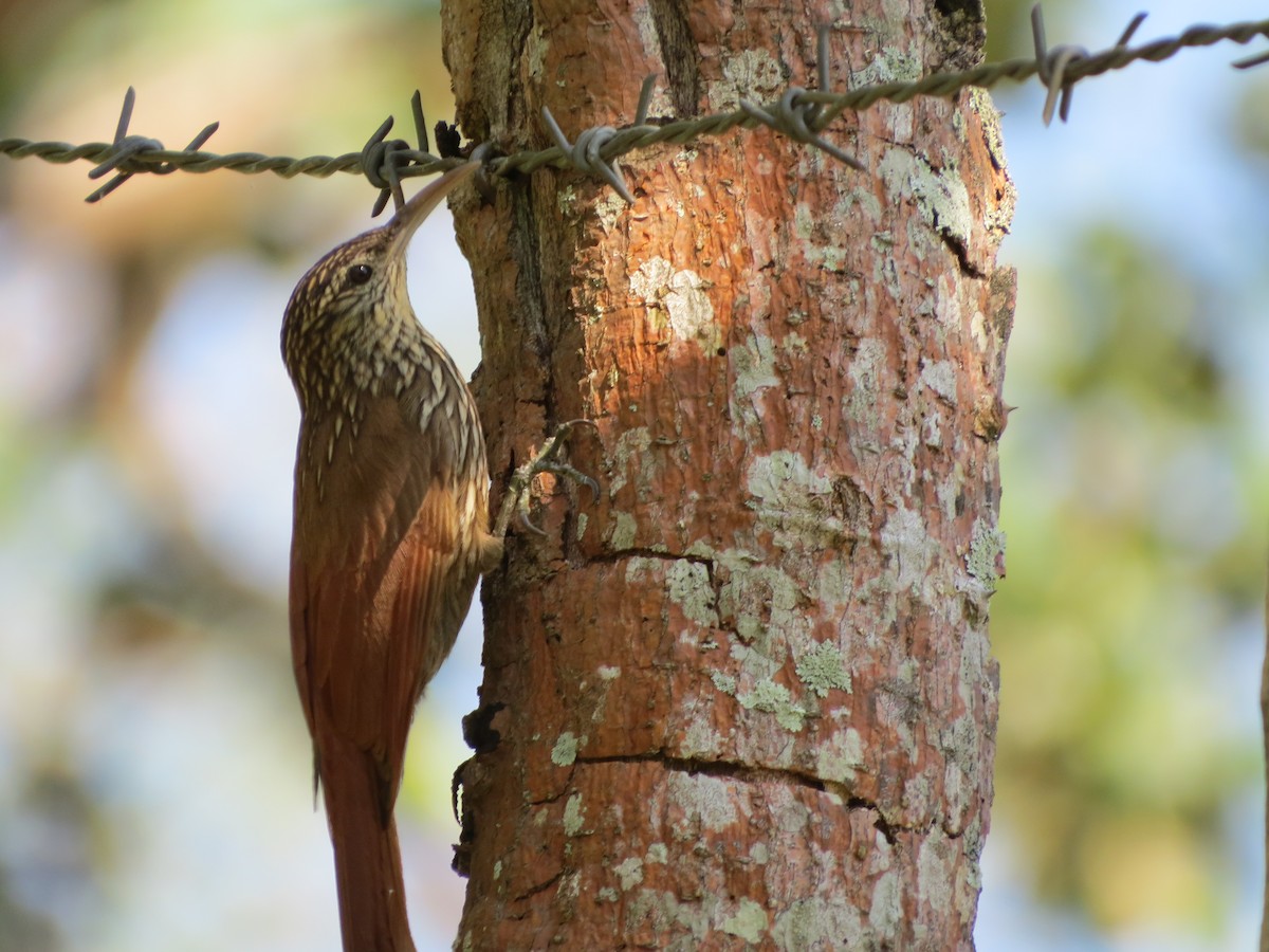 Streak-headed Woodcreeper - ML52377291