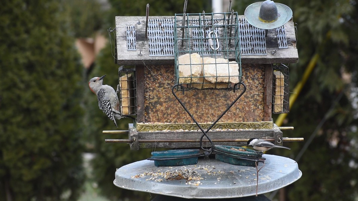 Red-bellied Woodpecker - ML523773721