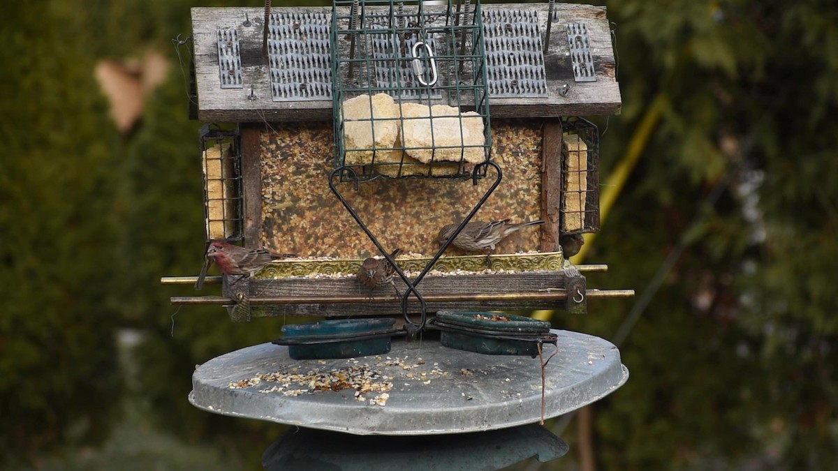 House Finch - Gustav Holtz