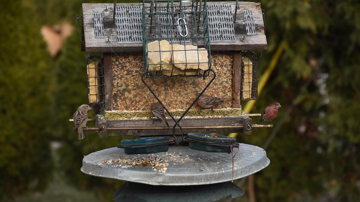 House Finch - ML523774211