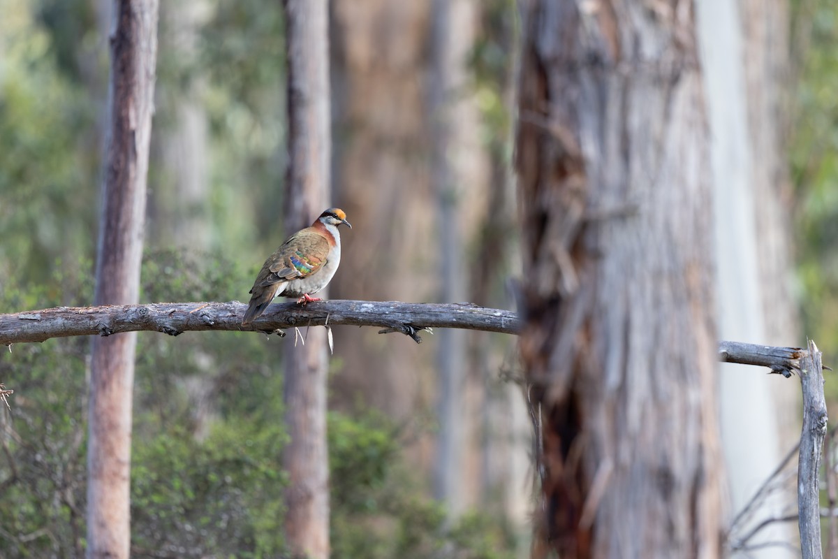 Brush Bronzewing - ML523774401