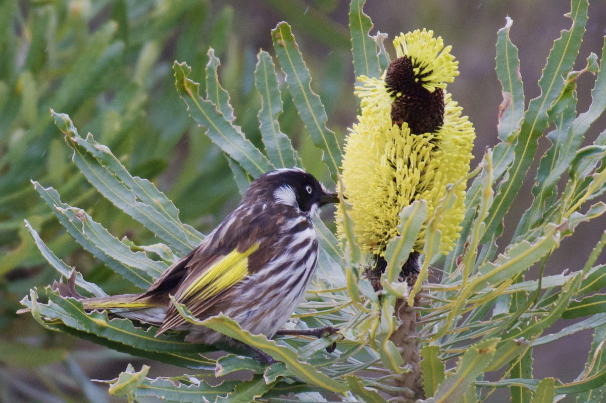 New Holland Honeyeater - ML523774761