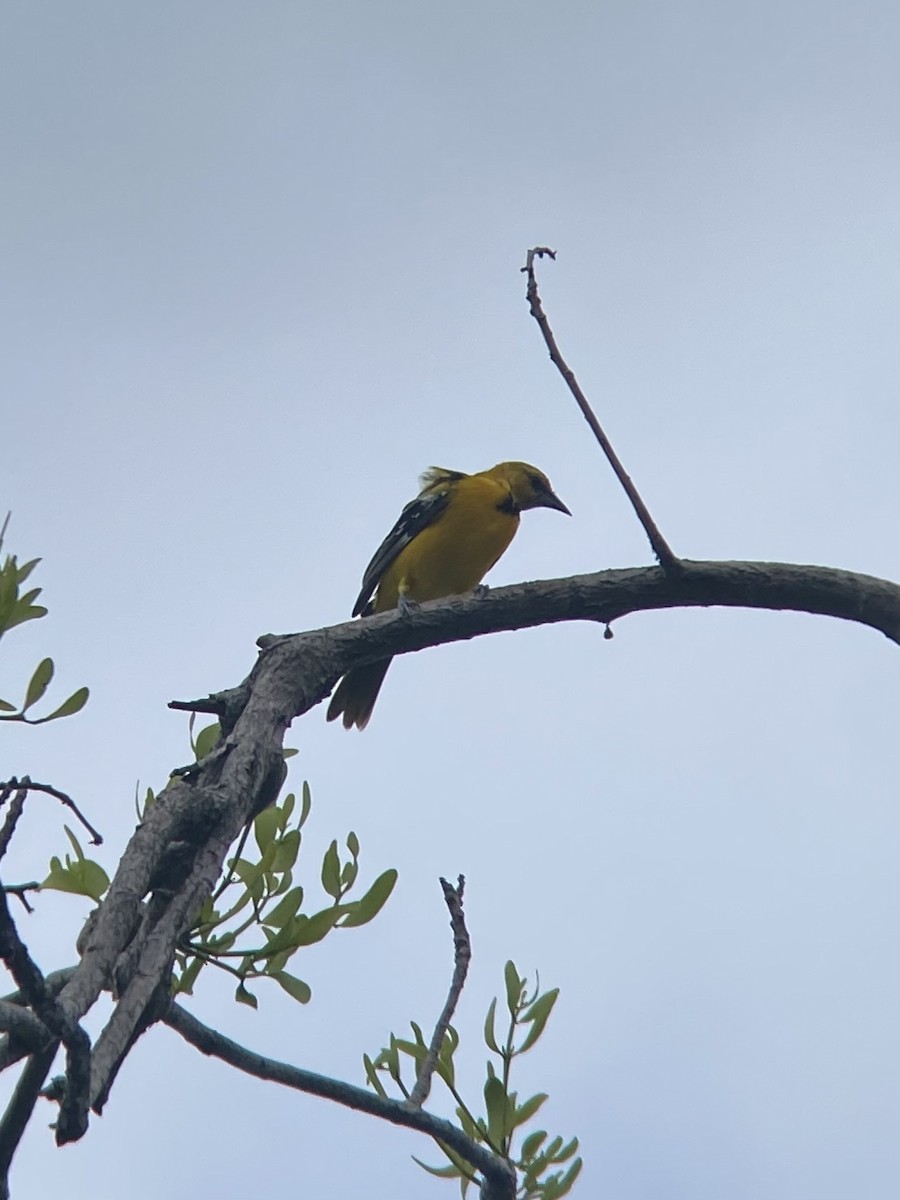 Streak-backed Oriole (Streak-backed) - ML523775581