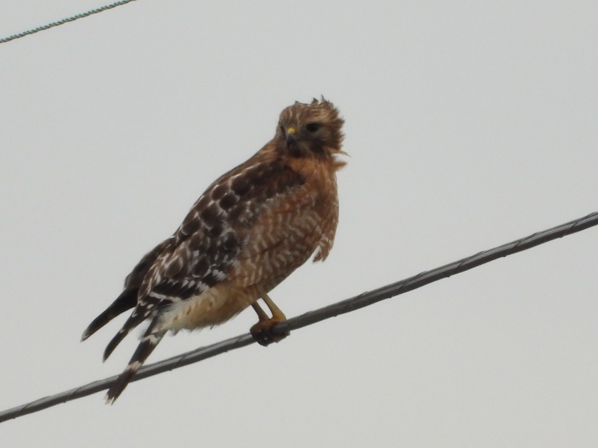 Red-shouldered Hawk - ML523776551
