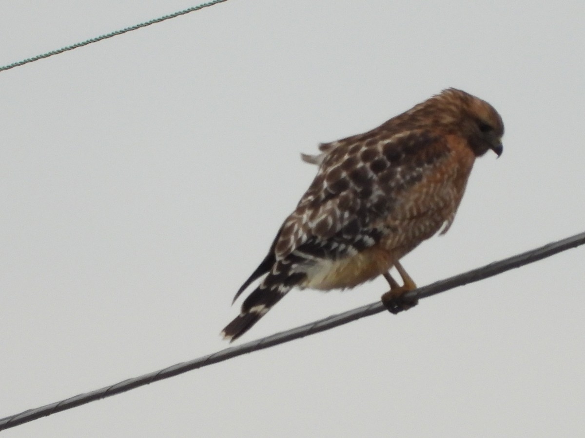 Red-shouldered Hawk - ML523776561