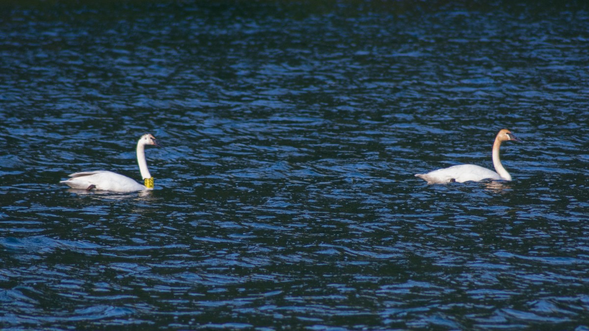 Trumpeter Swan - Cliff Jennings