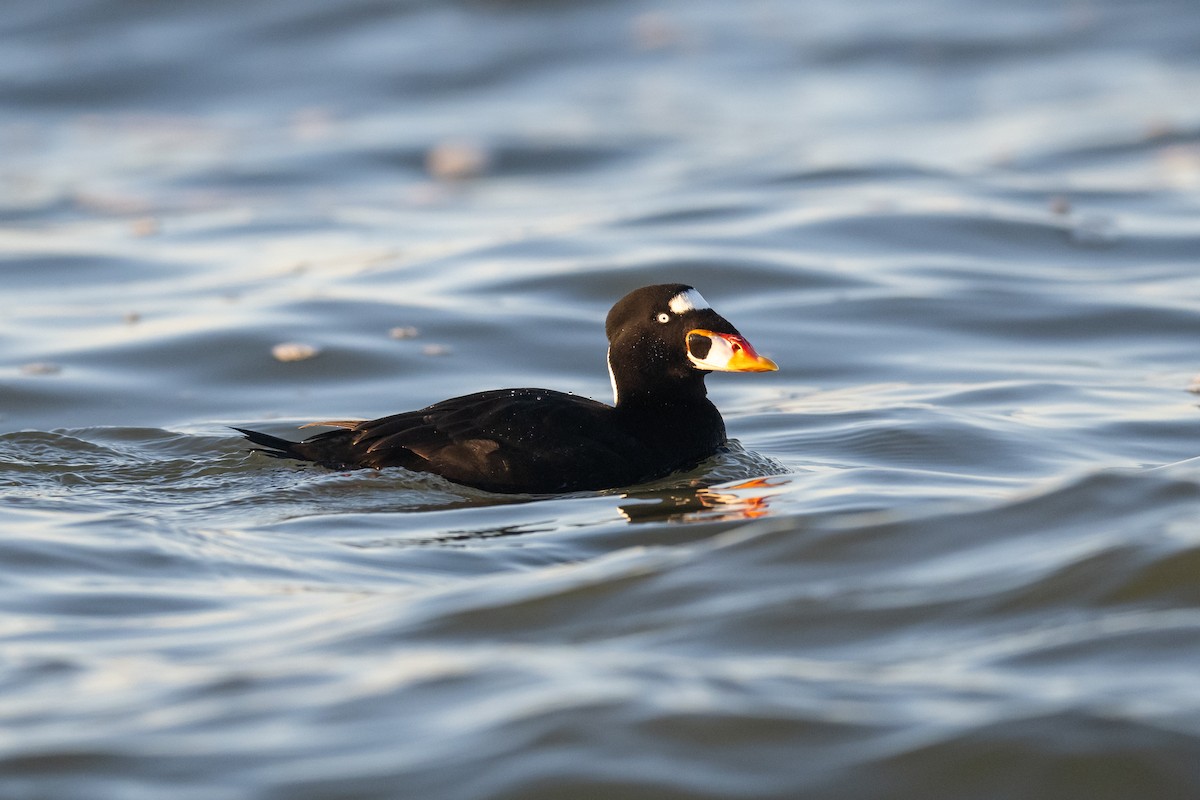 Surf Scoter - ML523779241