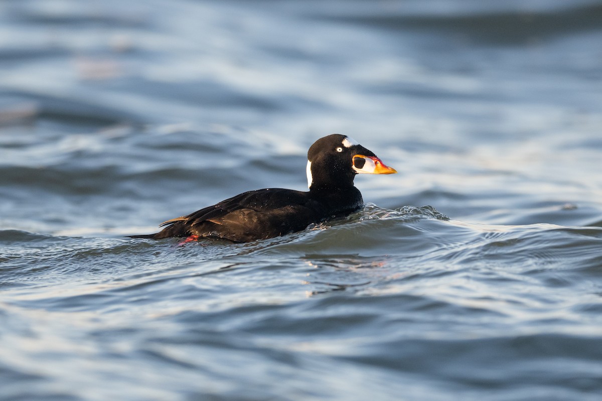 Surf Scoter - ML523779251