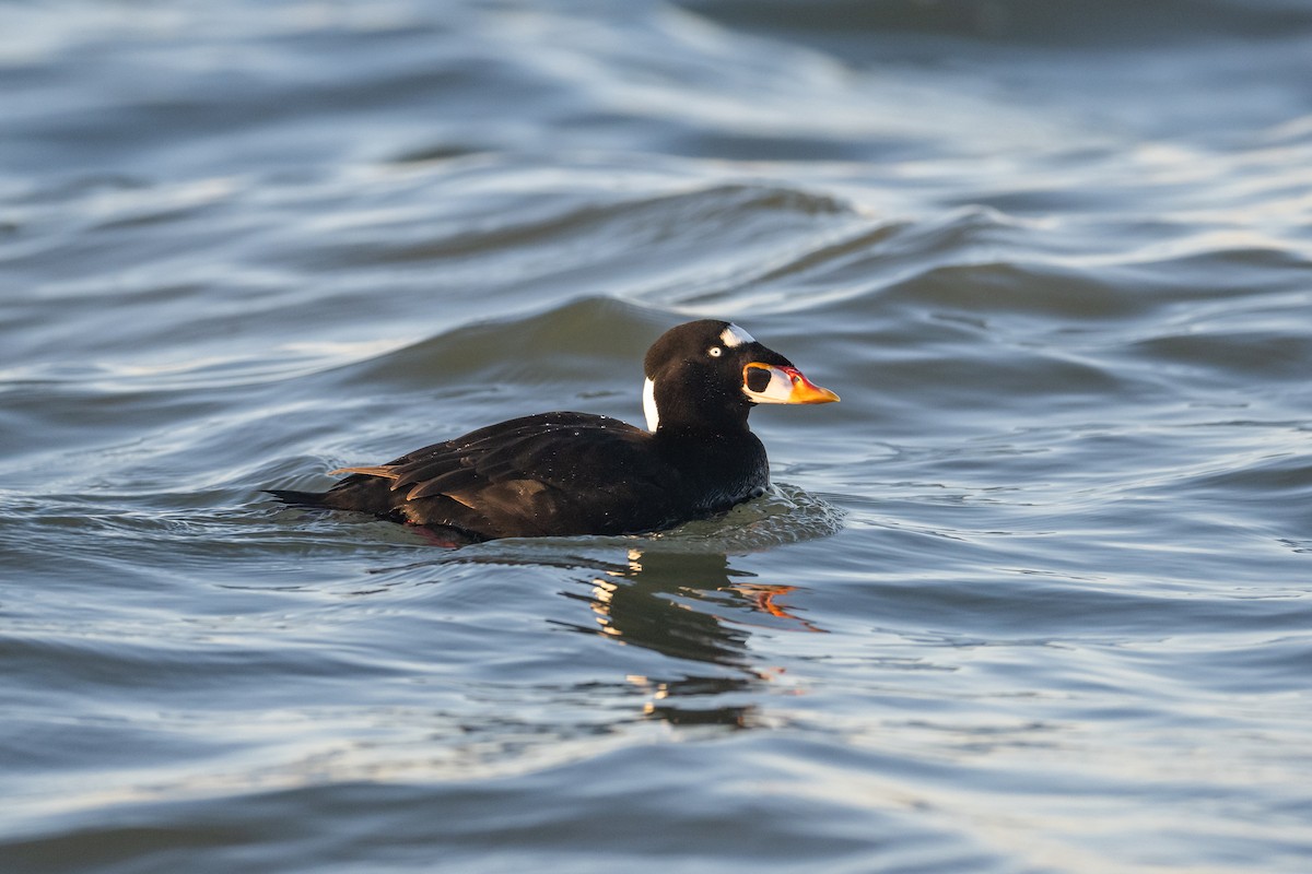 Surf Scoter - ML523779261