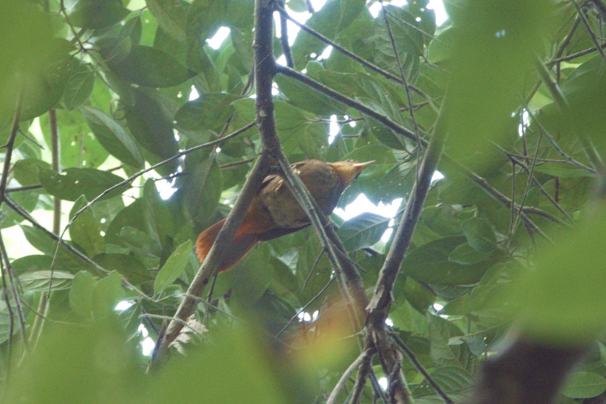 Fawn-throated Foliage-gleaner (Mexican) - ML523779341