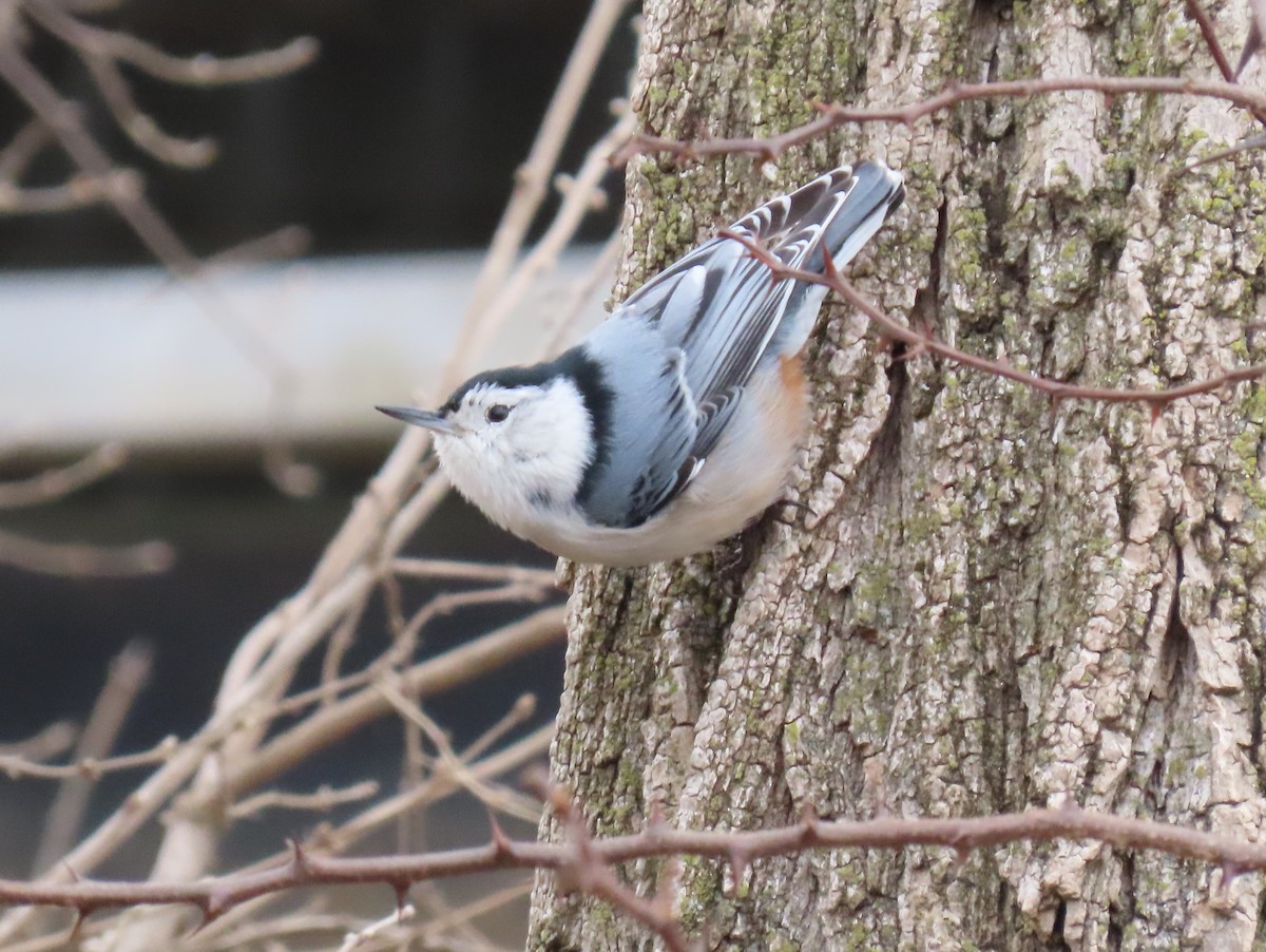 Beyaz Göğüslü Sıvacı (carolinensis) - ML523781551