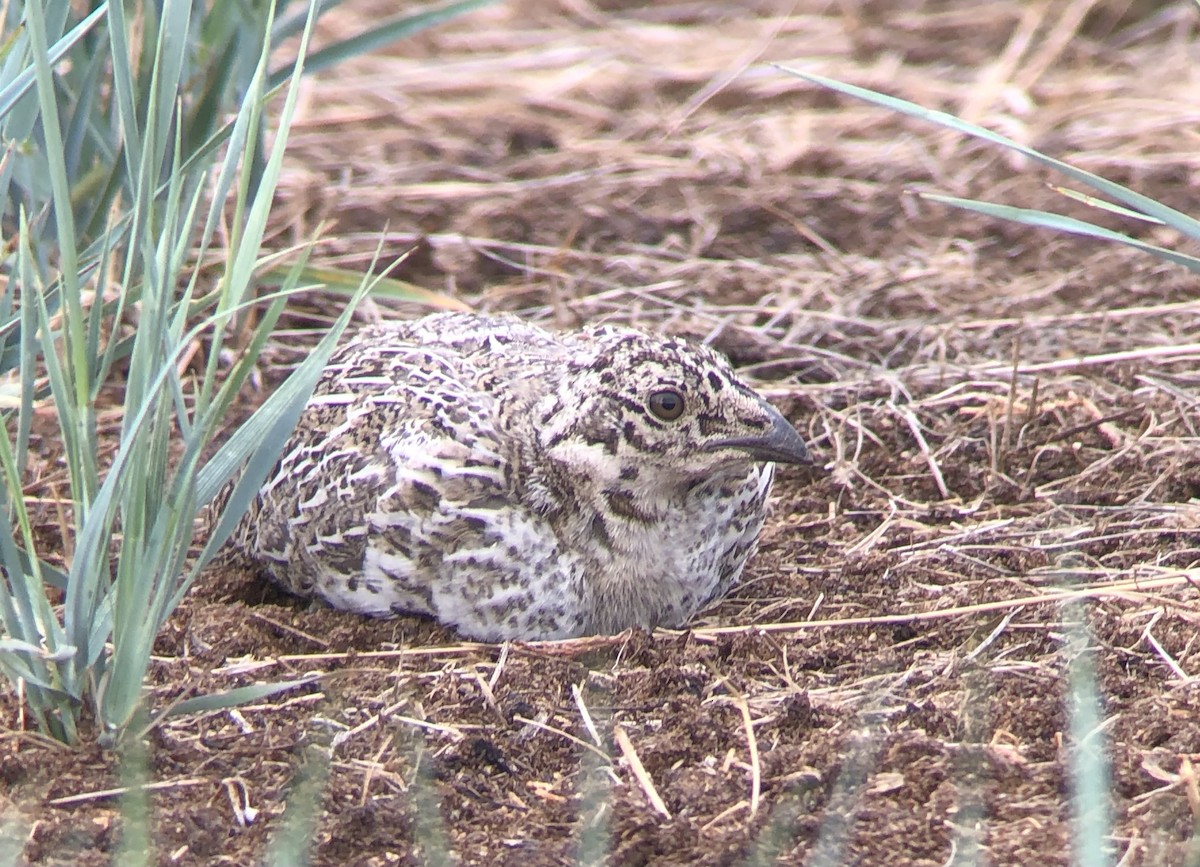 Greater Sage-Grouse - ML523782611