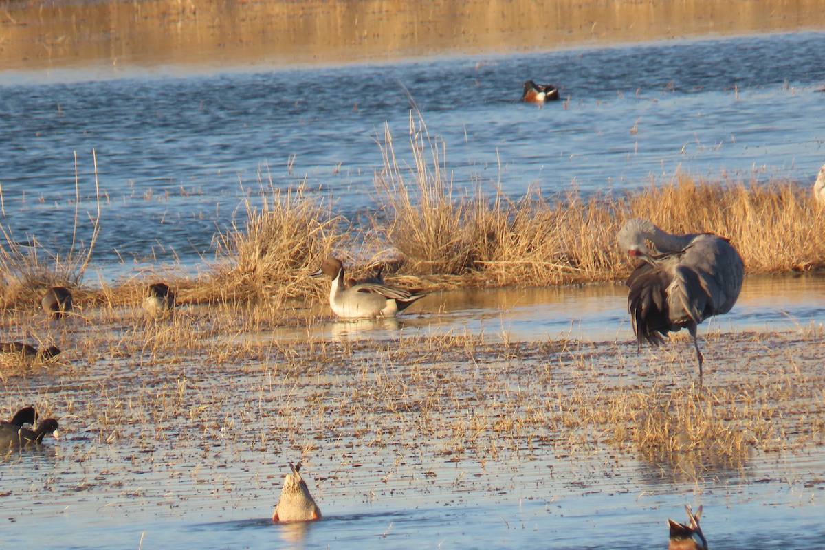 Northern Pintail - ML523783261