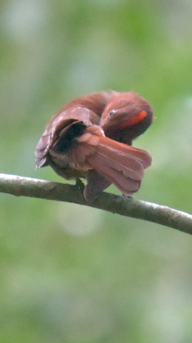 Kızıl Tepeli Karınca Kardinali - ML523783461