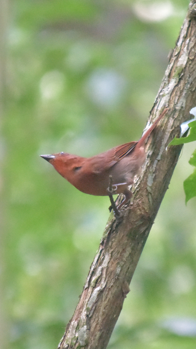 Red-crowned Ant-Tanager - ML523783471