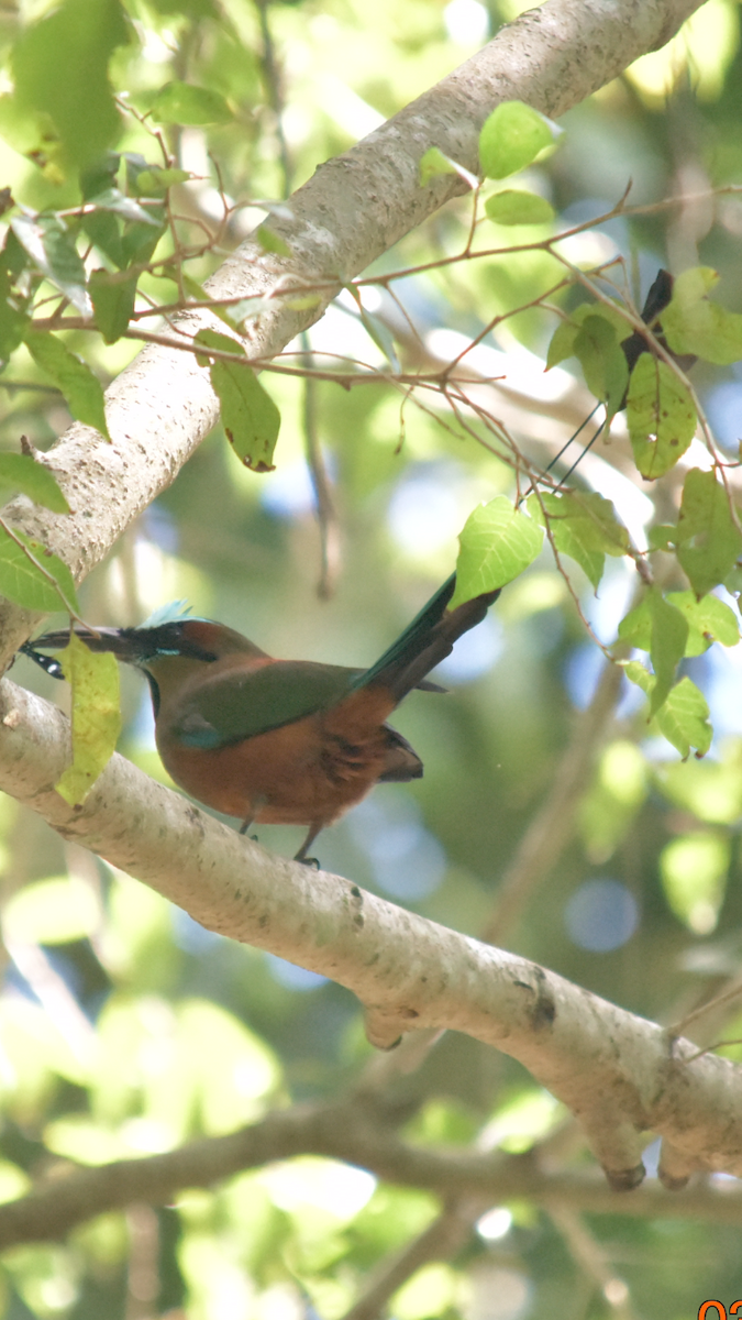 Motmot à sourcils bleus - ML523783811