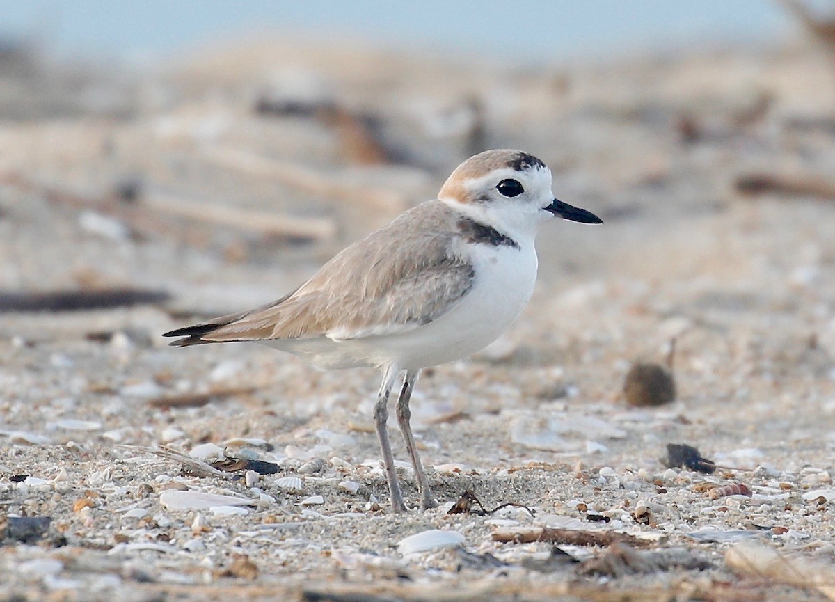 White-faced Plover - ML523784051