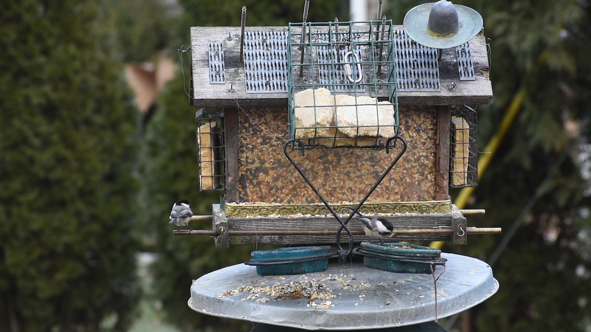 Black-capped Chickadee - ML523785221