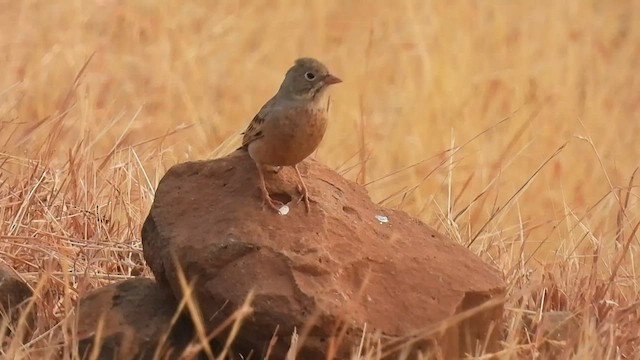 Gray-necked Bunting - ML523785571