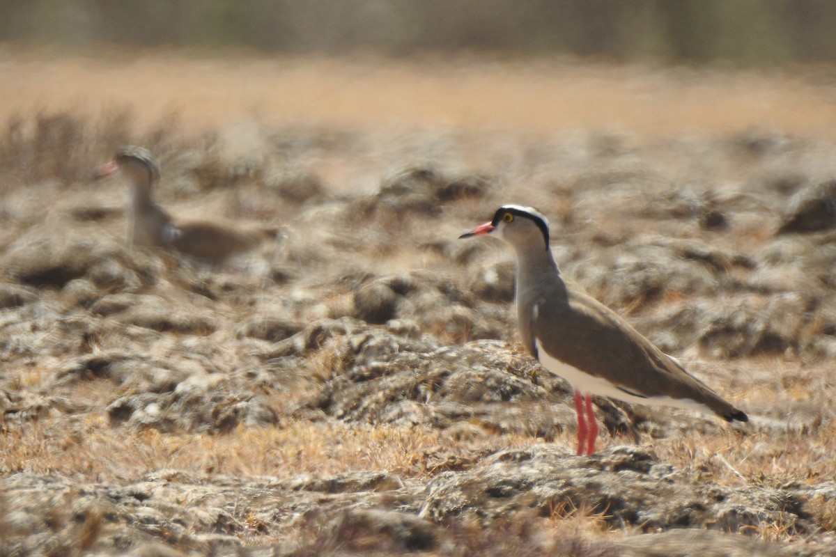 Crowned Lapwing - Joshua Smolders