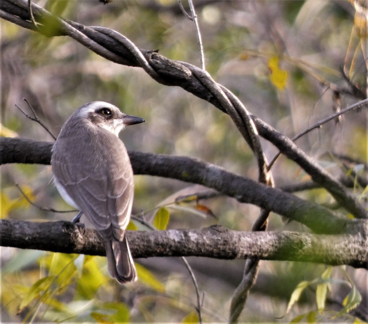 Common Woodshrike - ML523786231